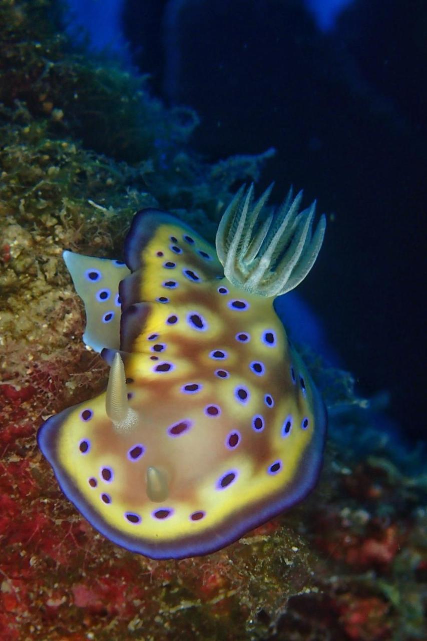 藍洞潛水blue Hole Dive Center Panzió Heng-ch'un Kültér fotó